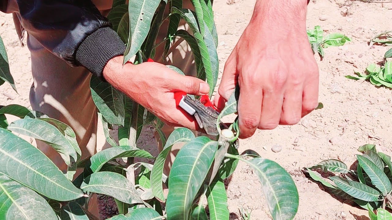 مانجو أوستين عمر سنة | ثاني دورة تقليم و شرح بسيط جدآ لكيفية التقليم التربية 🥭
