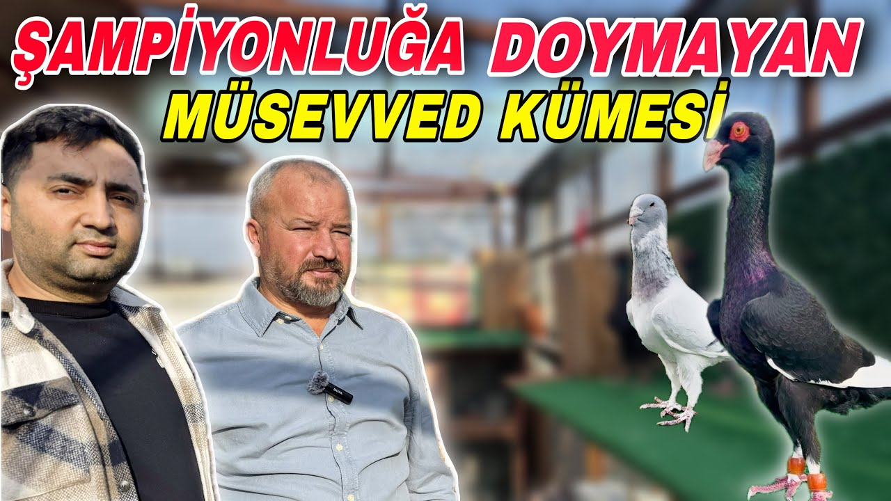 40.000 DOLARA SAHİPLENDİRDİĞİM MÜSEVVED GÜVERCİNİMİ FESTİVALE GÖTÜRECEĞİM !!! HAKAN KARAKUZU !!!