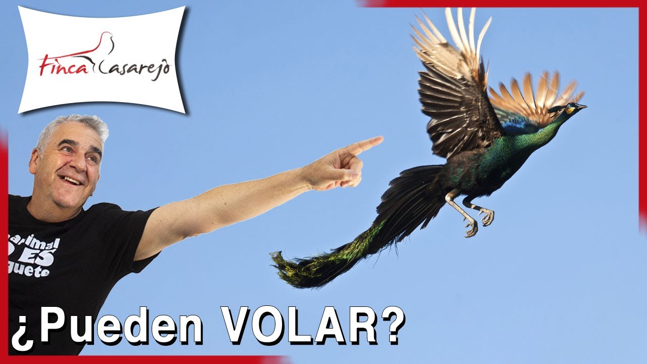 ¿Los pavos reales VUELAN? 🦚