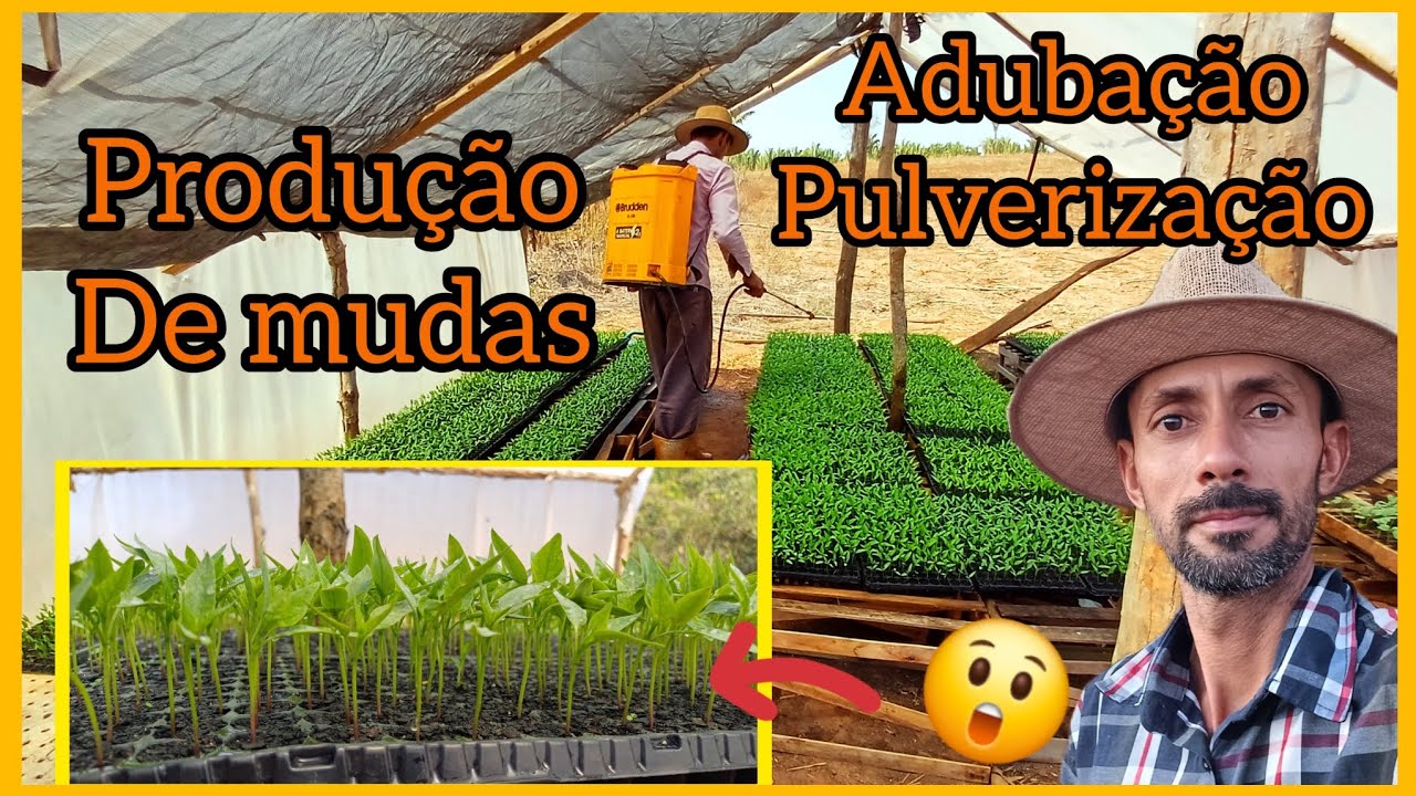 Como fazer mudas de hortaliças com qualidade, aprenda sobre os tratos culturais necessários.