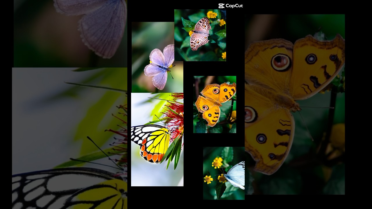 Colorful Life.... #viralshorts #nature #butterfly