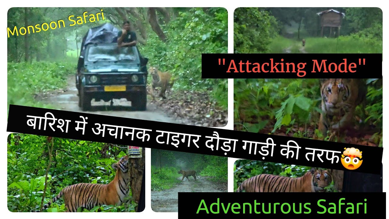 Attacking Mode🤯⚠️⛈️सुरई जंगल Gaadi ki Taraf Bhag Kar Aaya Tiger🐅 #S24Ultra #popular #viral #trending