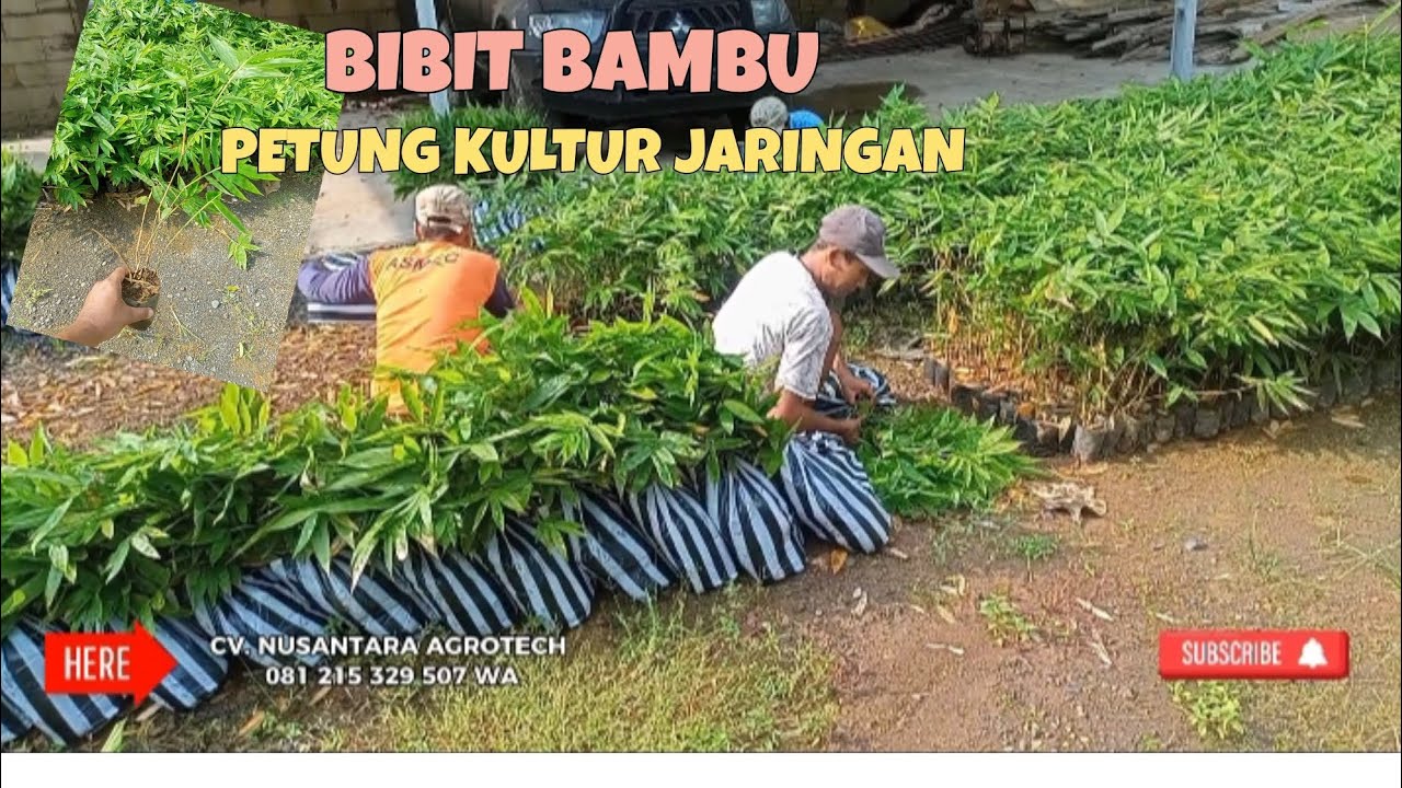 BIBIT BAMBU PETUNG 