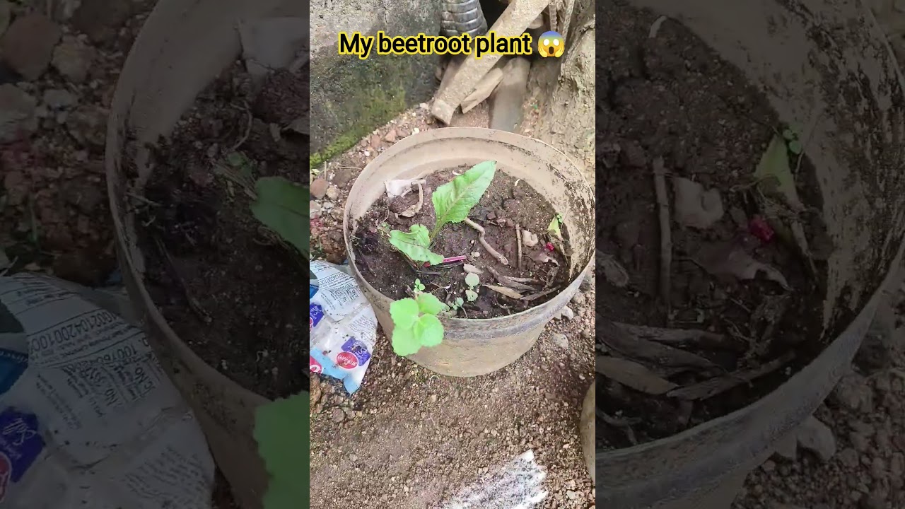 my beetroot plant...😍