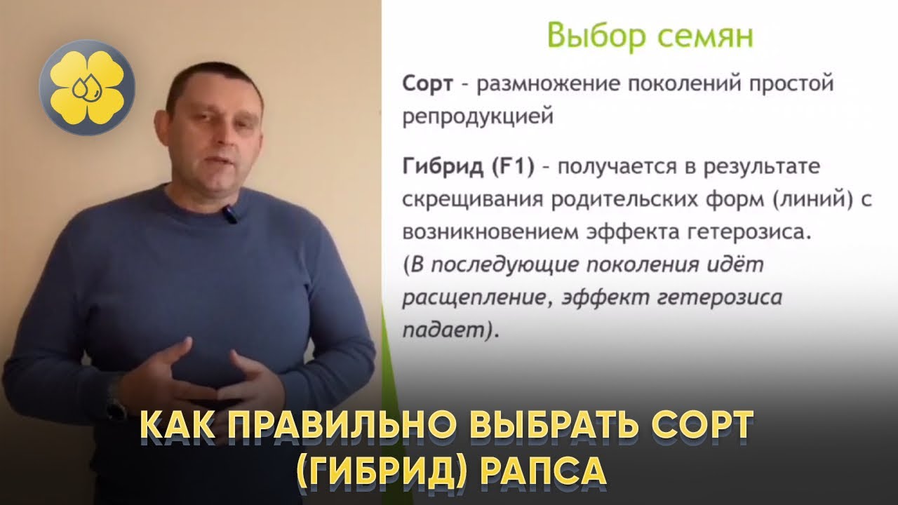Как правильно выбрать сорт (гибрид) рапса.