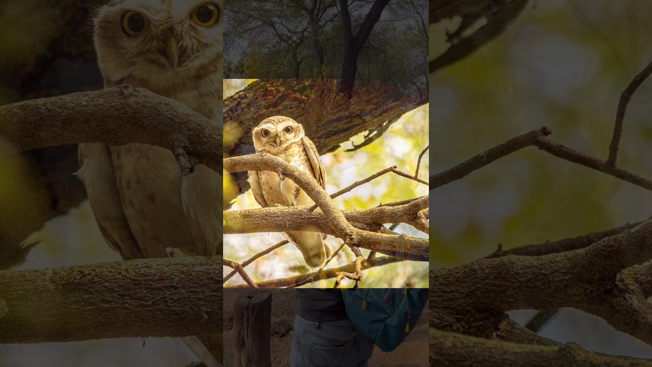 Wildlife Through My Sigma: Sultanpur's Hidden Treasures 