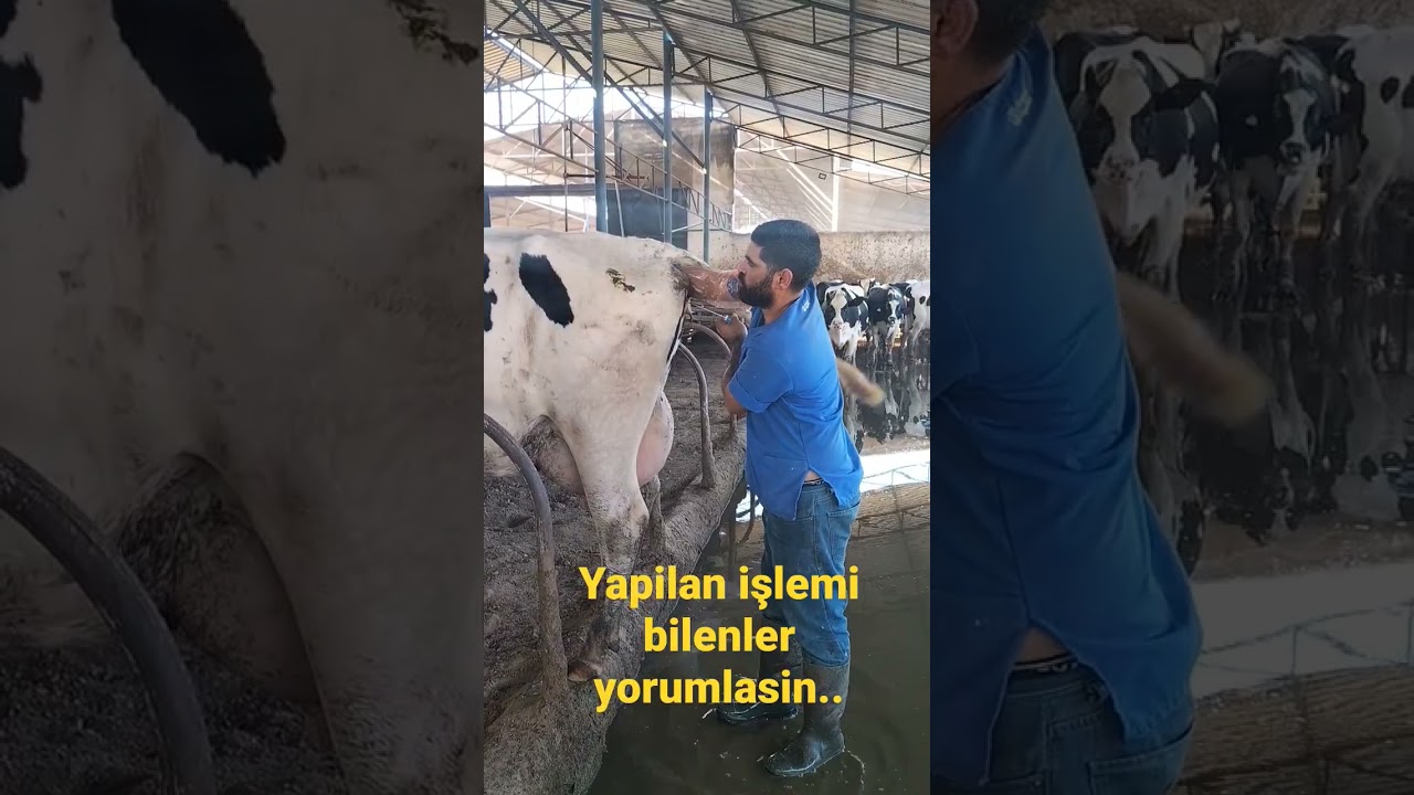 SUNİ TOHUMLAMA.   #tohhum#hayvan #veterinary #buzağı #gebelik #suni