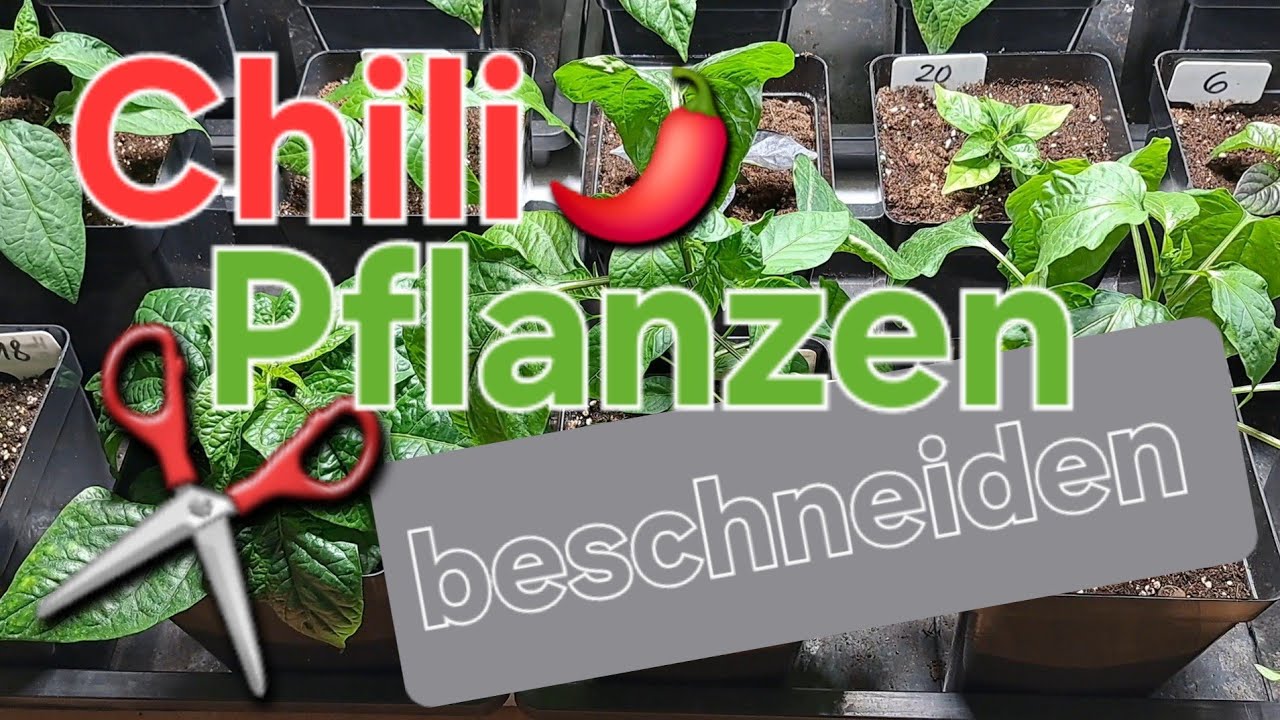 Paprika, Chili & Basilikum Pflanzen richtig beschneiden für einen buschigeren Wuchs 🌶🪴✂️