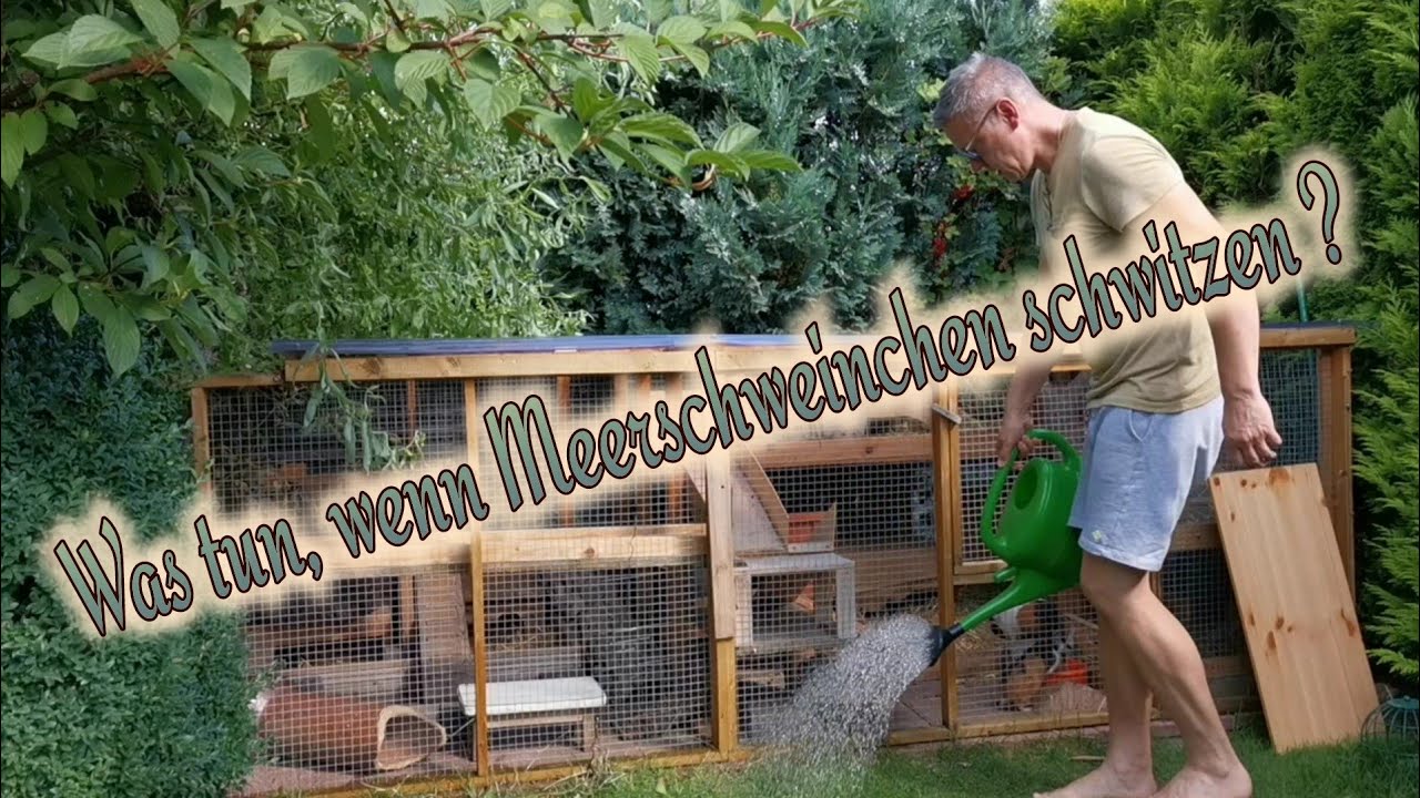 Meerschweinchen bei großer Hitze - Was kann man tun - Tipps für Abkühlung im Meerschweinchengehege