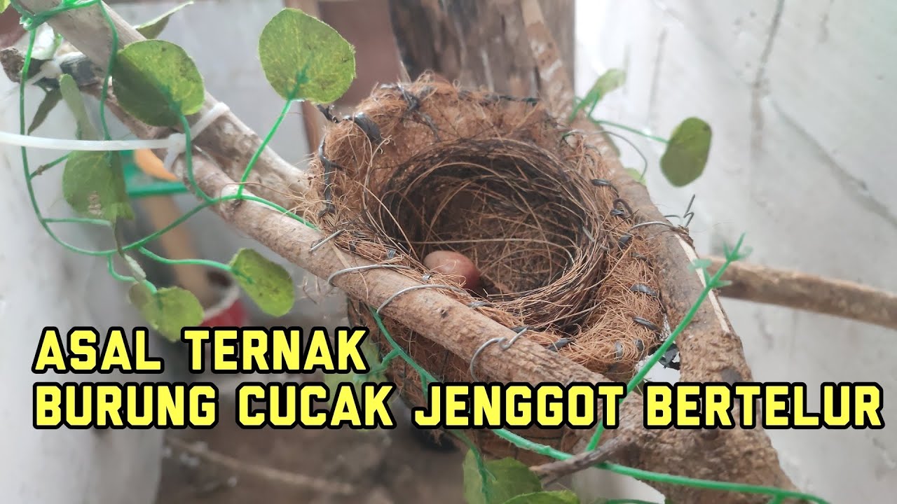 Modal Nekat! Cucak Jenggot Jawa Bertelur Meski Ternaknya Asal-asalan! #breeding 