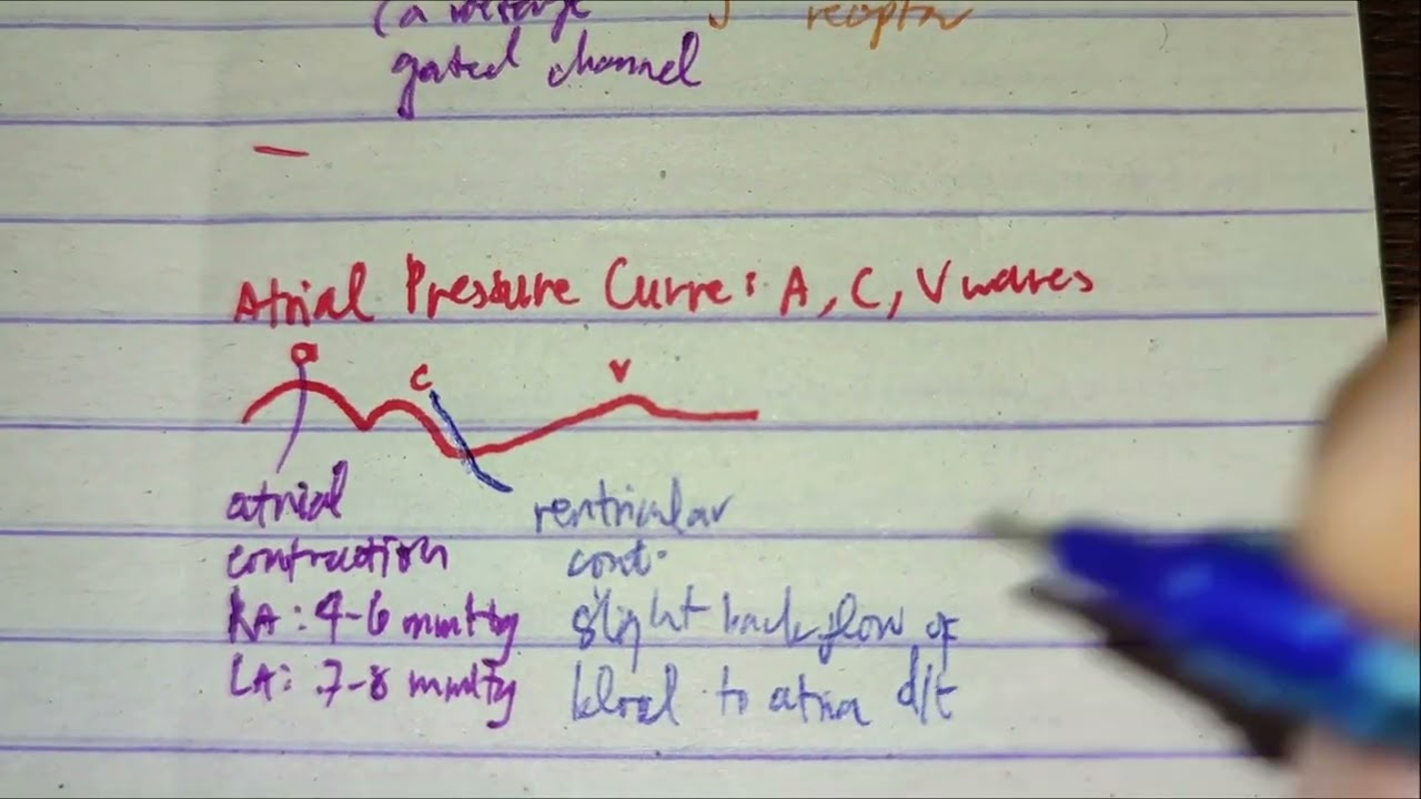 Pressure Changes in Atria A, C, V Waves