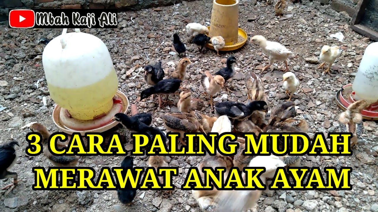 Tiga cara merawat anak ayam paling mudah
