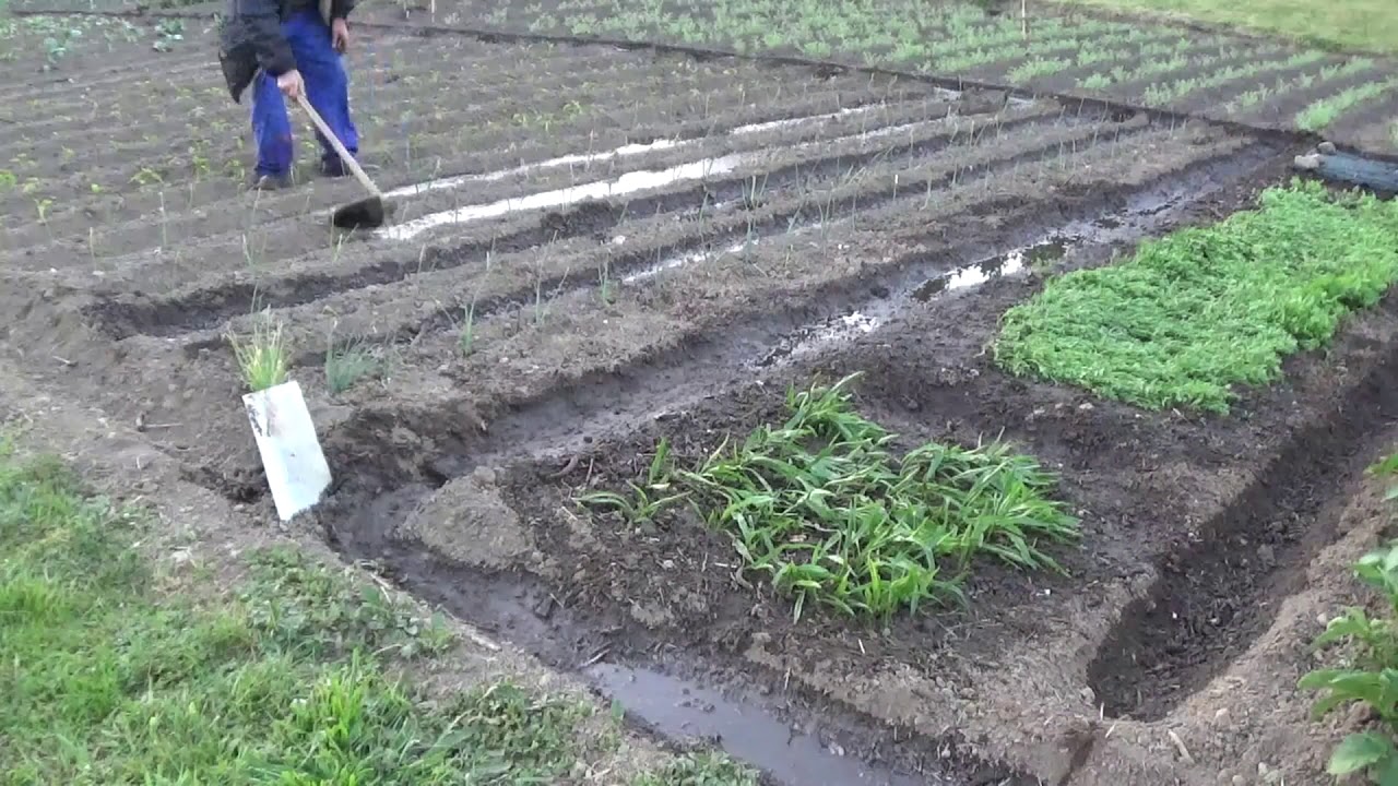 Regando la huerta