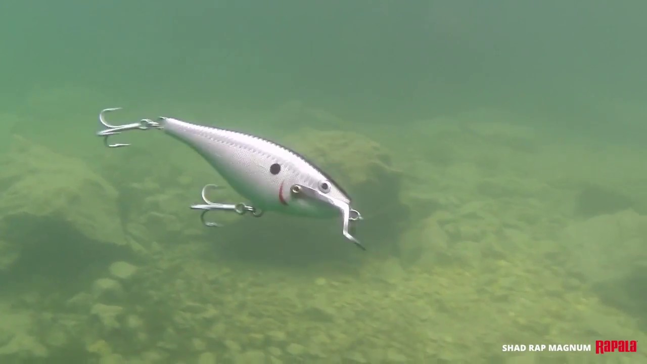 Rapala Shad Rap Magnum