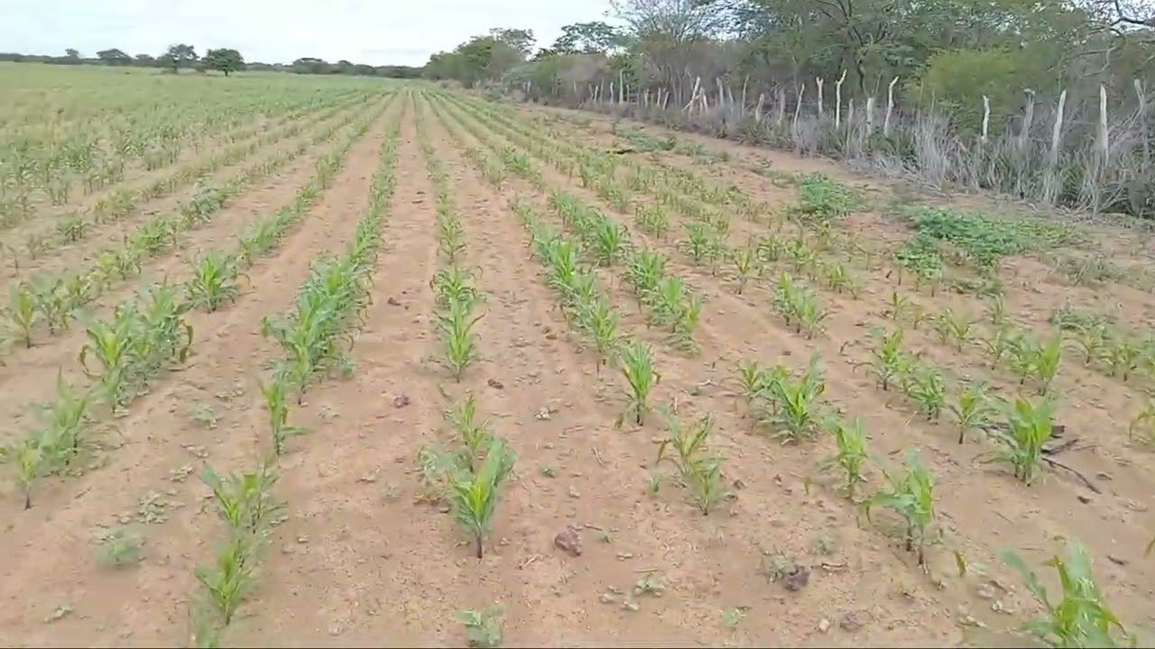 Plantação de milho arrumada