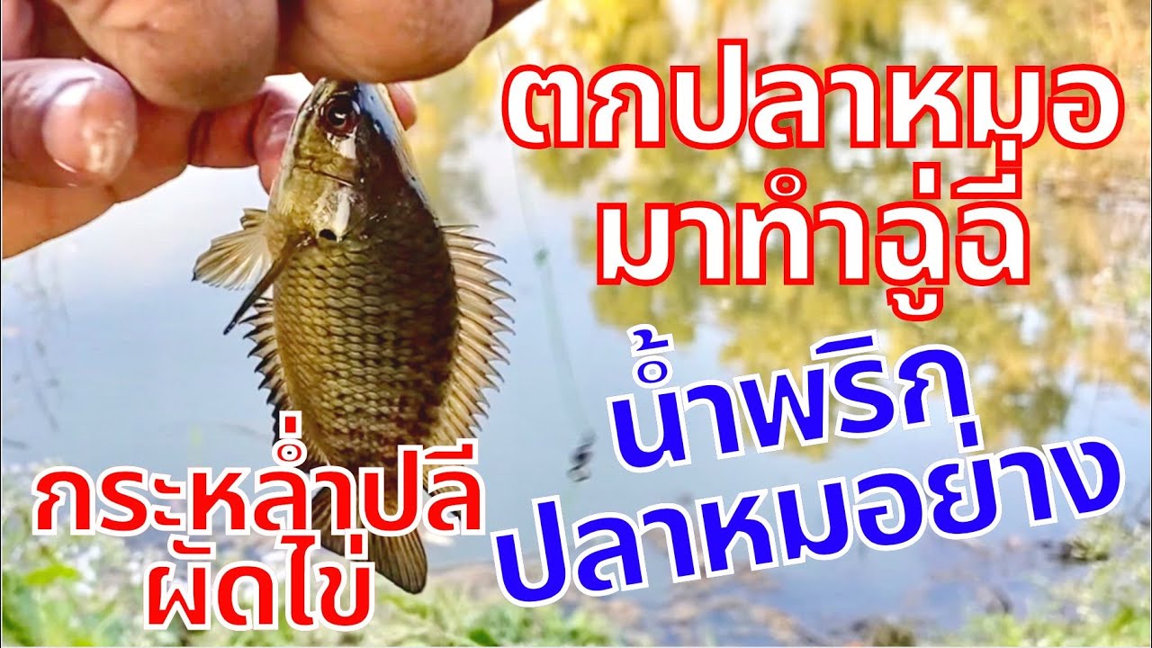 ฉู่ฉี่ปลาหมอ น้ำพริกปลาหมอย่าง กระหล่ำปลีผัดไข่ กับข้าวบ้านๆรสชาติอิ่มอุ่น | สไตล์นายแทน