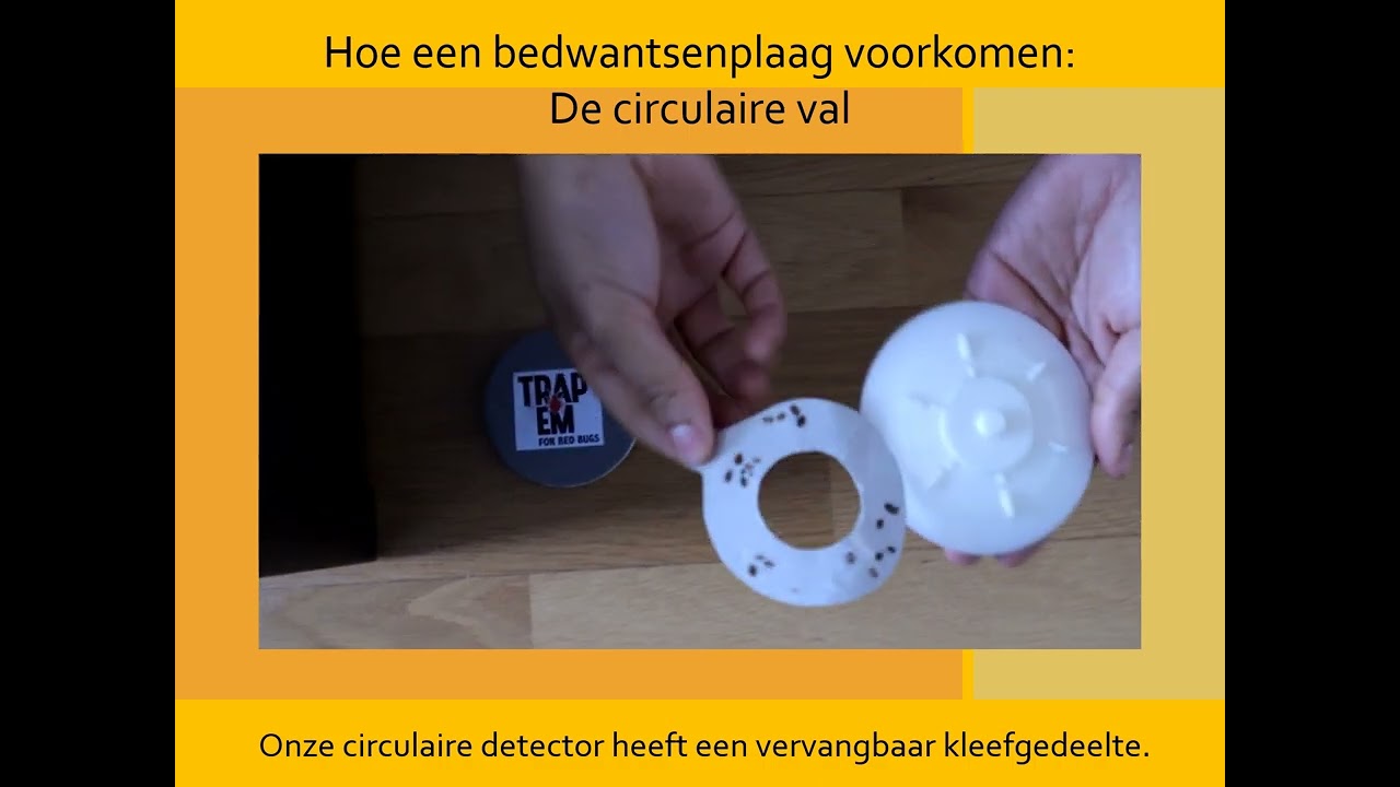 Hoe een bedwantsenplaag voorkomen