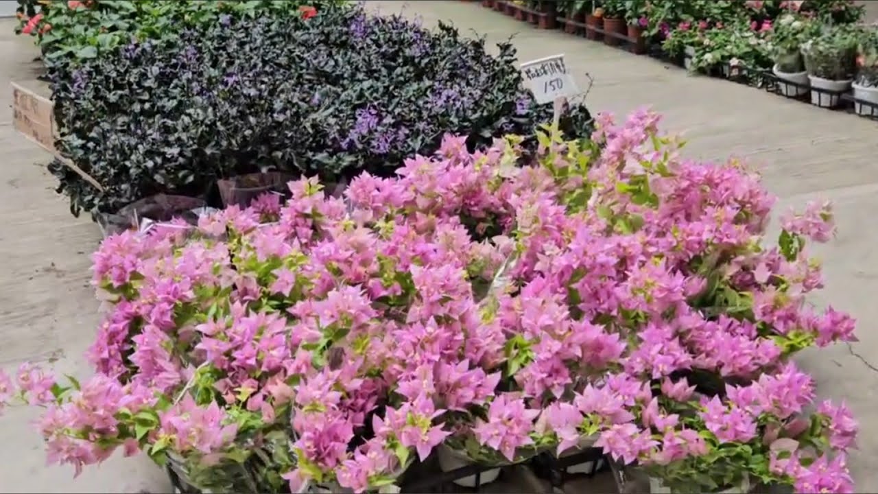 Da Xi Flower Market | Taiwan vlog 🇹🇼