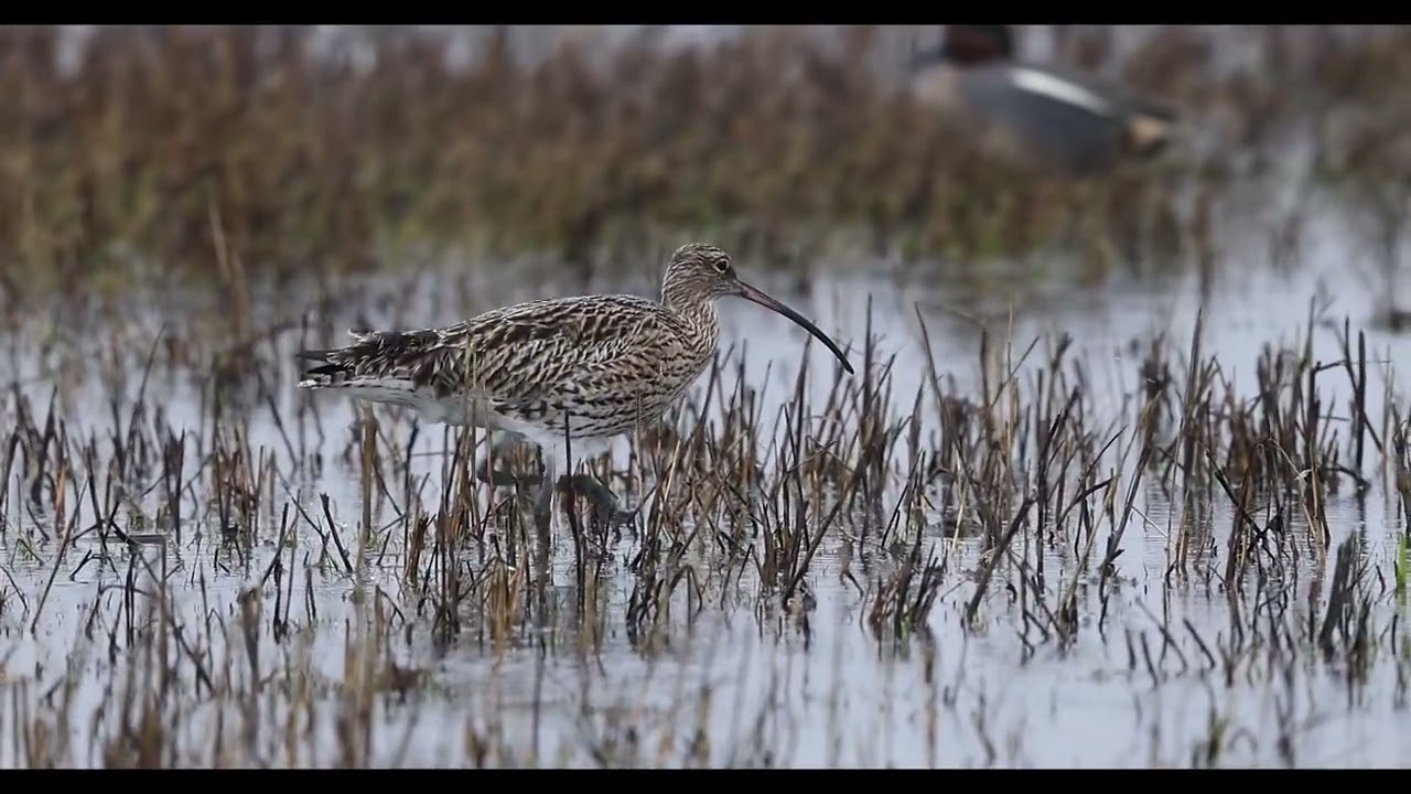 Curlew