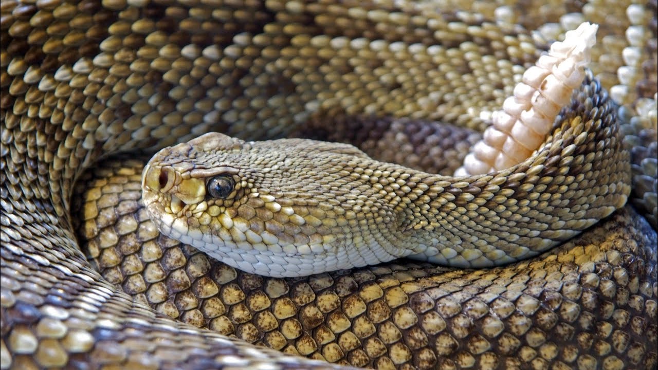 AS V&Iacute;BORAS  (Viperidae)🐍🐍
