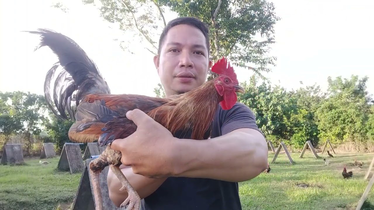 Malatuba Line straight comb side #Trowback of Kanaway #Reserve Line #sabongonlinetips #breeding 