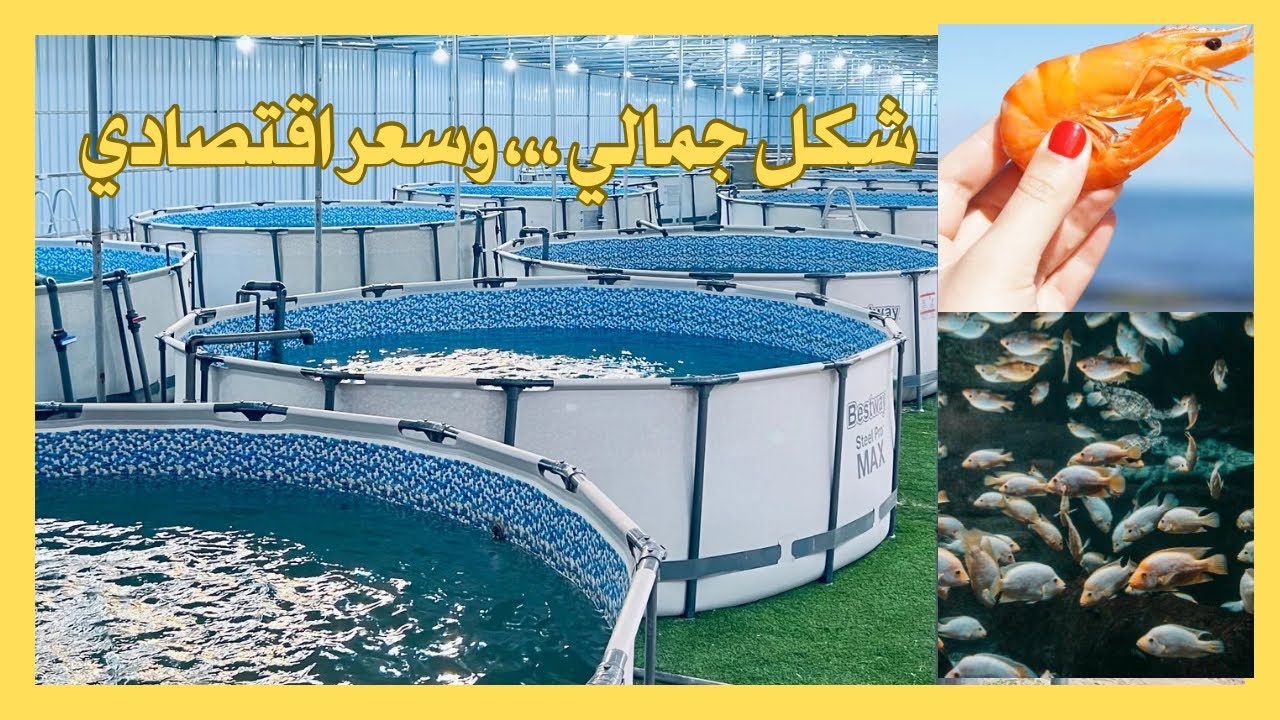 مشروع اسماك بتكاليف بسيطة الكويت ،شرح كامل للمشروع، تركيب الاكسجين،الاحواض البلاستيكية،مشاريع زراعية