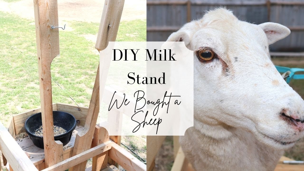 We Bought a Pregnant Katahdin Ewe! 🐑 || EASY Milk Stand Build || Katahdin Sheep Milk
