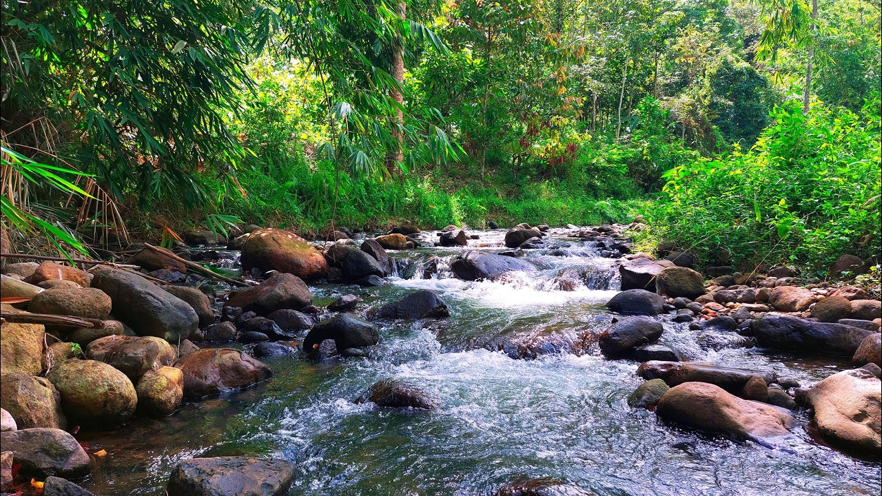 Peaceful Forest Water Ambience for Relieve Stress & Rest 🌿 Quiet Tropical Creek with Gentle Cascades