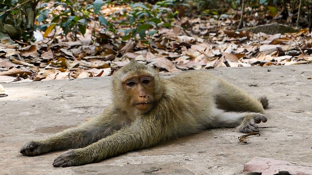 Slow nature moments |Monkey Rainbow stretches her body when SHE naps alone