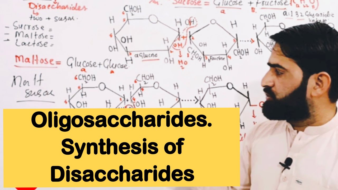 Oligosaccharides|Disaccharides|Synthesis|properties|