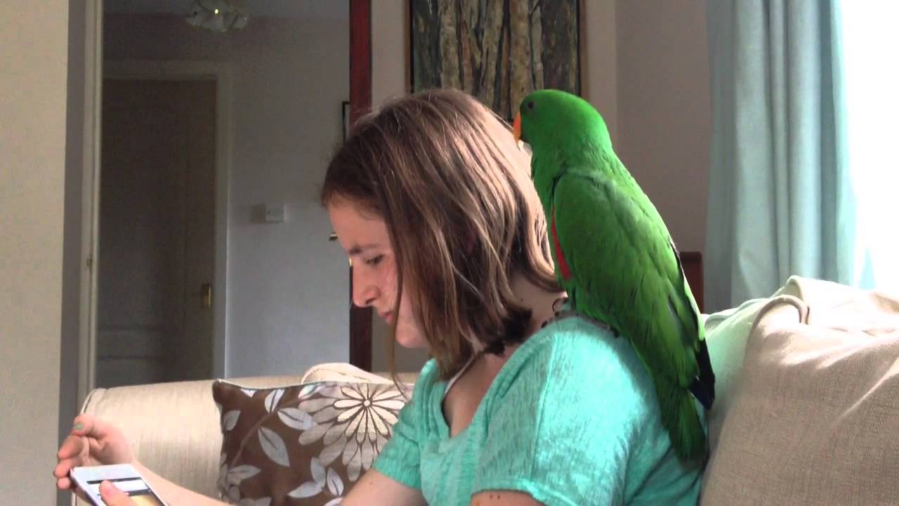 The talking, singing Eclectus parrot sings along to Raise that Barn