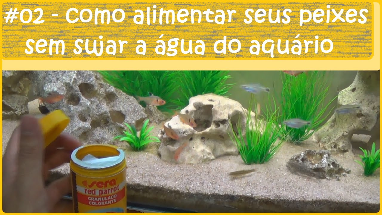 Como alimentar seus peixes sem sujar a água do aquário