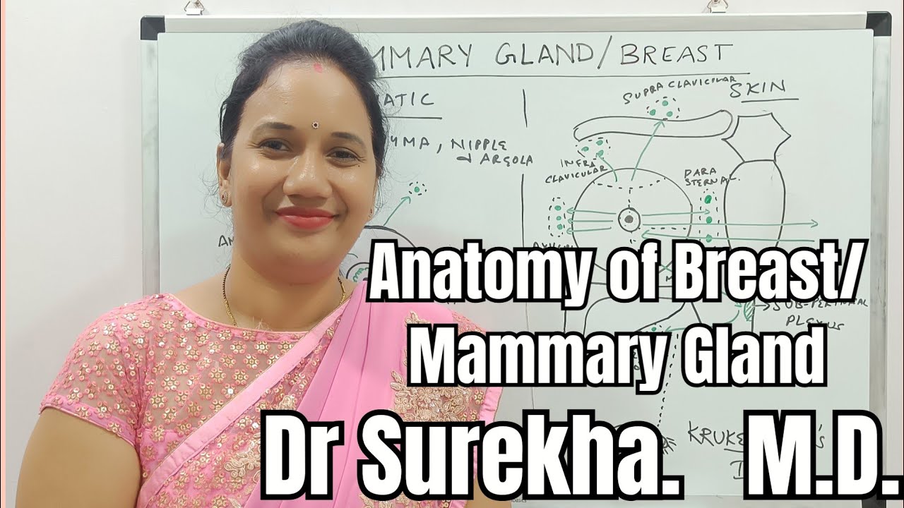 Anatomy Lectures Mammary Gland, Anatomy of Breast #anatomylectures #anatomy #humananatomy
