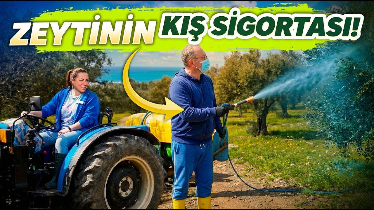 Yeni Zeytinliğimiz İçin Kolları Sıvadık! (Filiz Traktör Sürdü 🚜) | Bordo Bulamacı Uygulaması