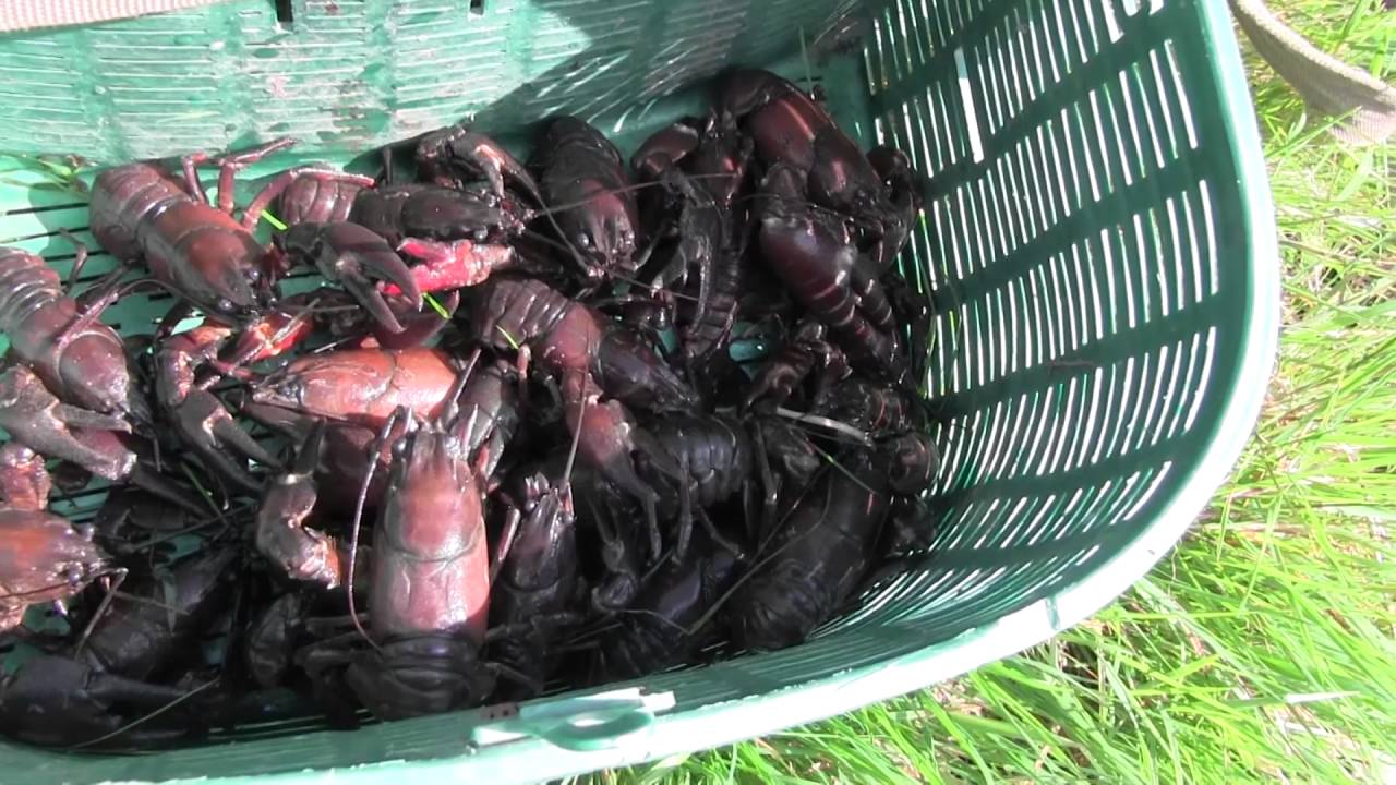 Pêche Écrevisses américaines (espèce invasive)