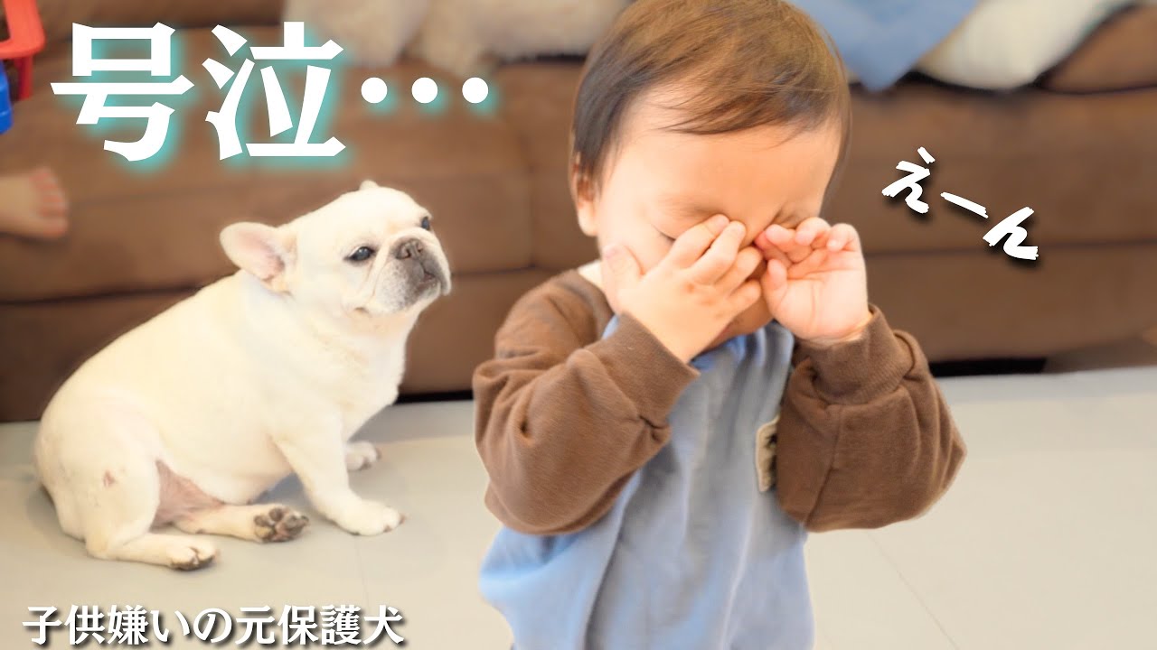 2歳児が愛犬と仲良くなろうとしたらこうなりました…