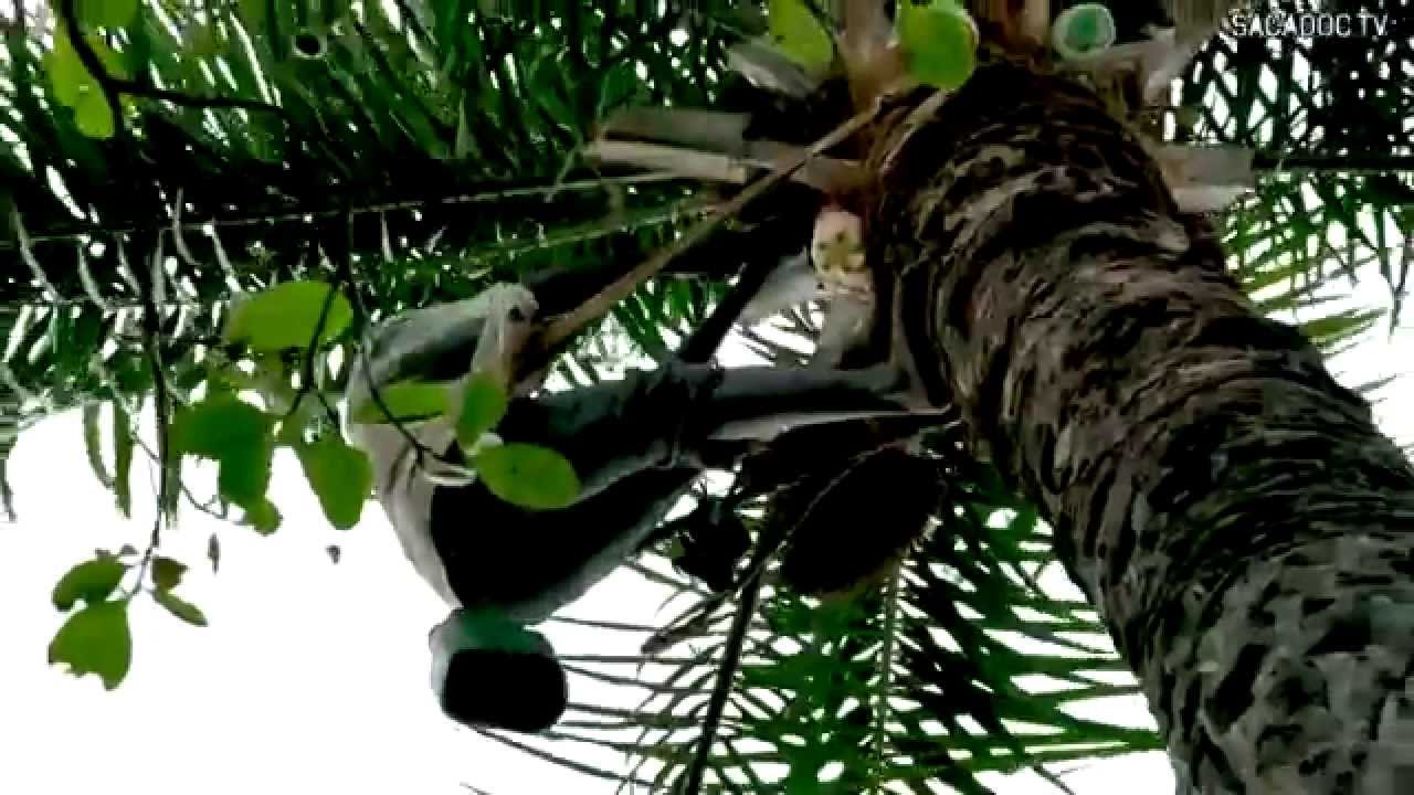 Vin de palme SAD (film)