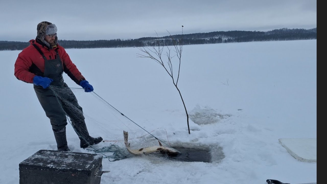 Talviverkoilla 15 1.26. Nyt se 60mm verkko! 