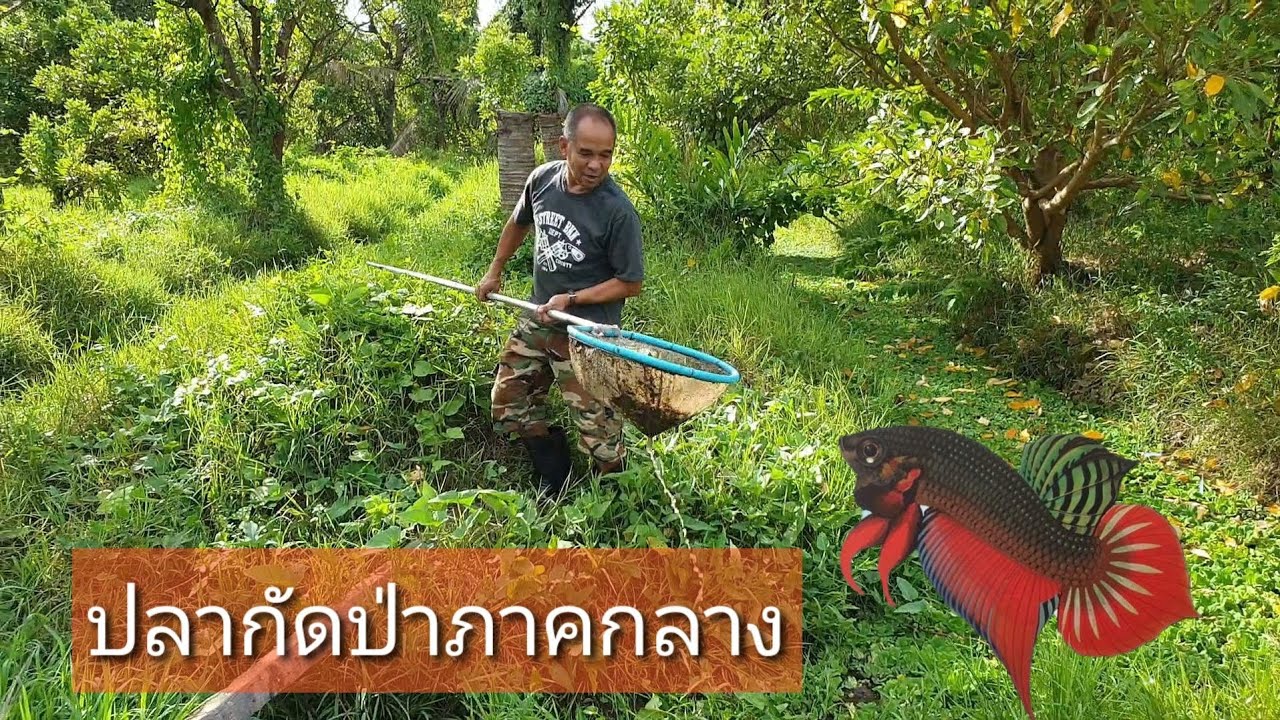 ปลากัดป่า ปลากัดแก้มแดงนนทบุรี ยังมีมั้ยในธรรมชาติ #ป้าตุ้ย ร้อยรูปเล่าเรื่อง