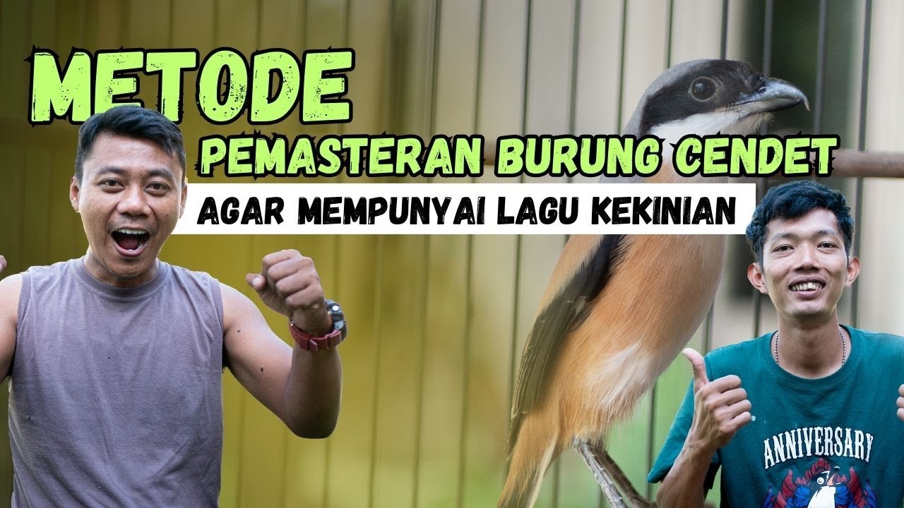 Metode Pemasteran Burung Cendet Agar Masuk Dan Punya Lagu Kekinian
