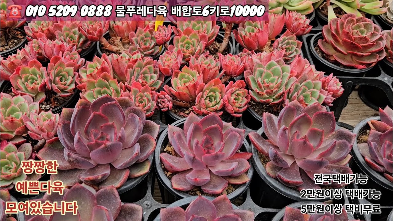 3/6(카드결제가능)야무진 예쁘다육도 데려가시고 5만원이상 선물 🎁 선물증정 