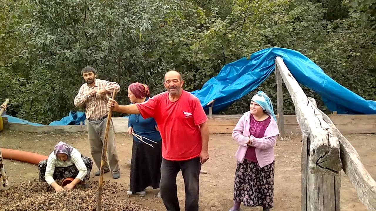 ÇALKAYA KÖYÜNDE PATOZLA FINDIK ÇEKİMİ