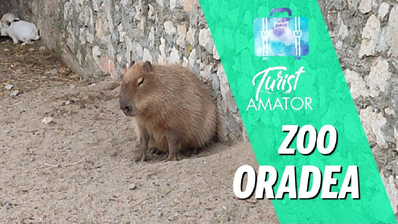 Gradina zoologică Oradea - una dintre cele mai ingrijite din România