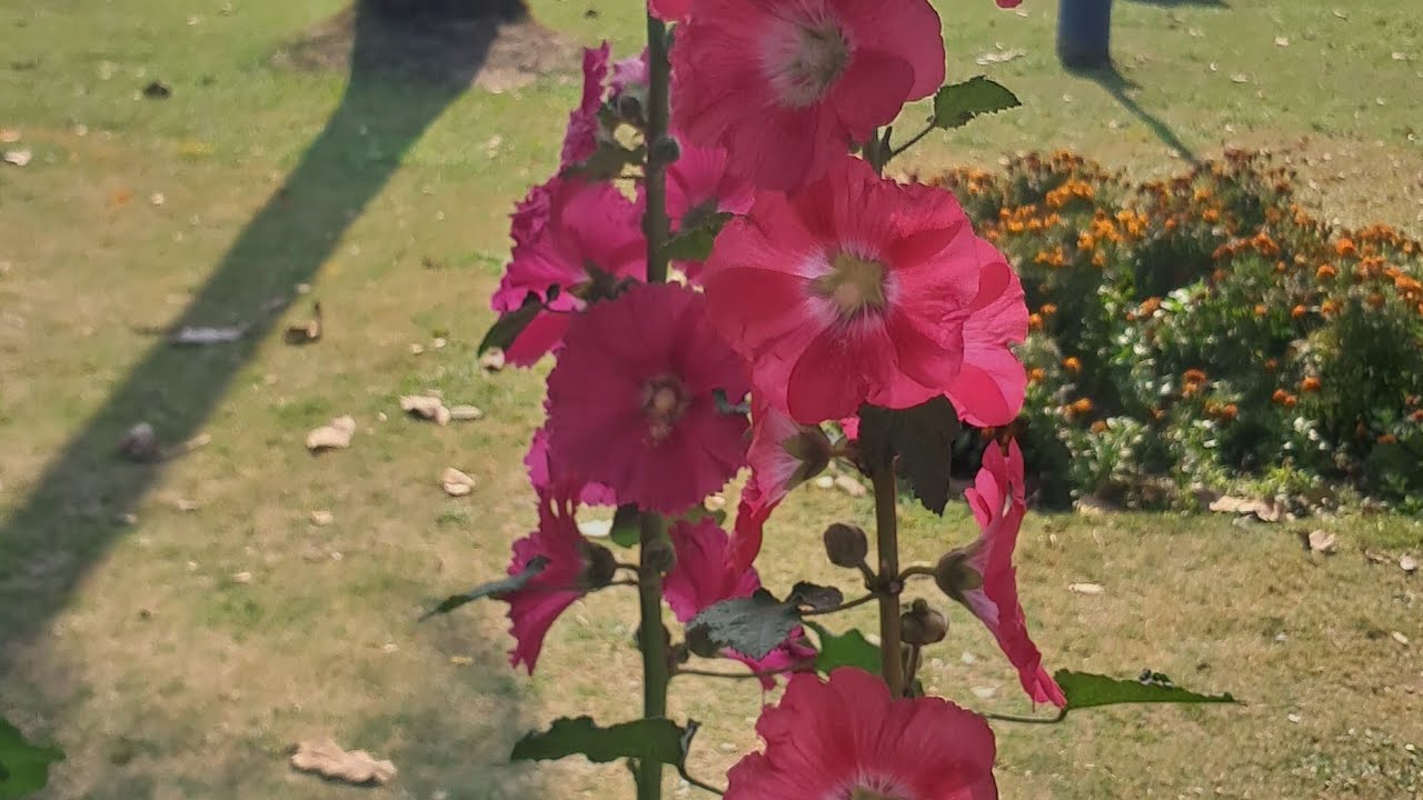 Rinar Rokomari is live. good evening