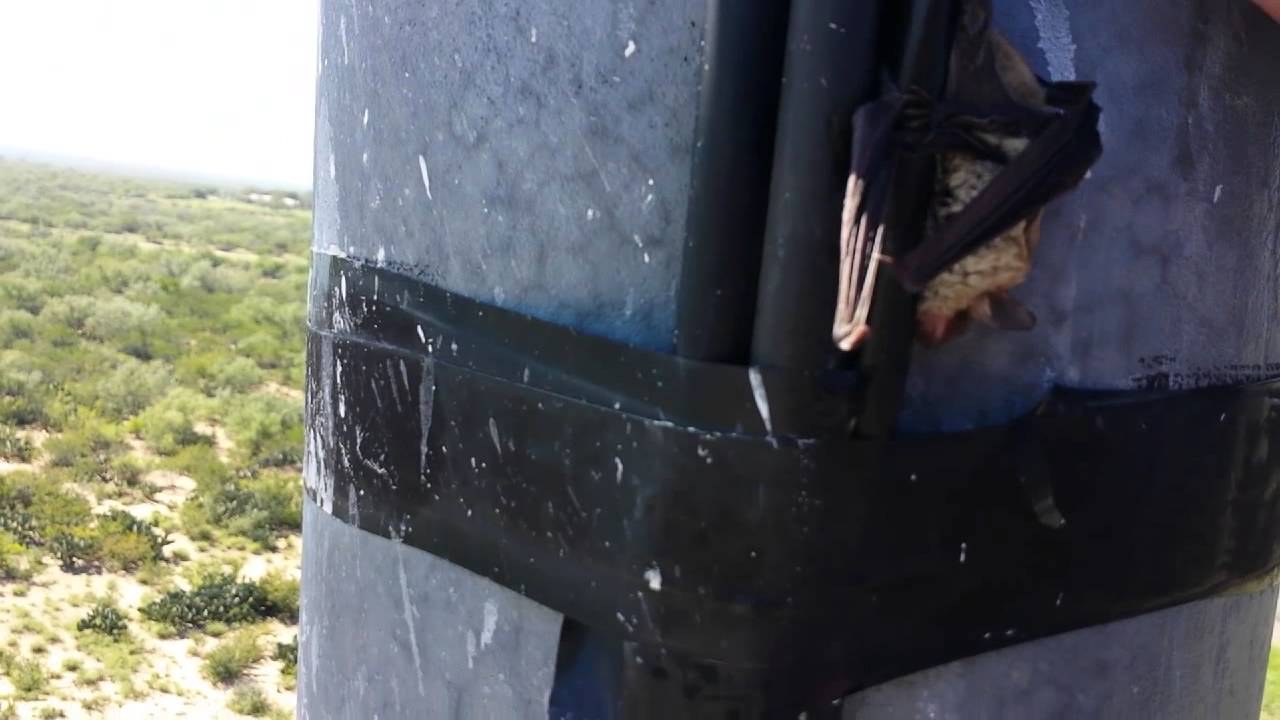 Bat stuck on cell tower
