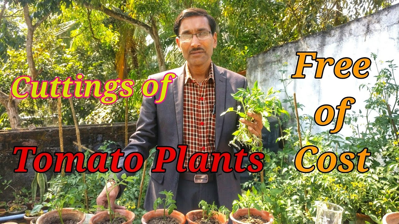 How you can make hundreds of Cuttings of Tomato Plants Free of Cost.