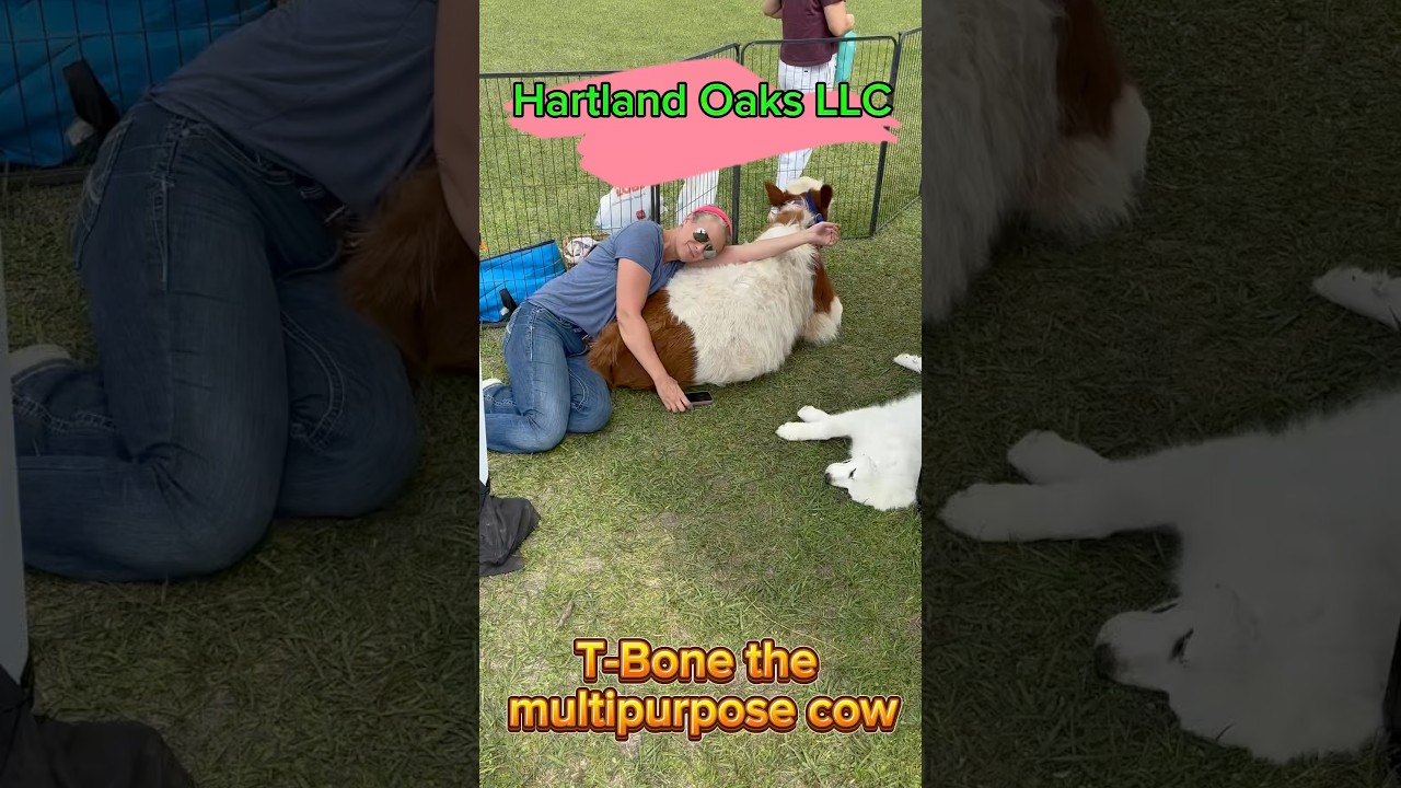 T-Bone, the multipurpose cow! The best cow ever, prove me wrong.