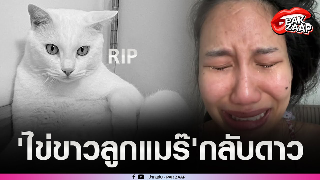 'ไข่ขาวลูกแมร๊'แมวเซเลบ กลับดาวแมวแล้ว