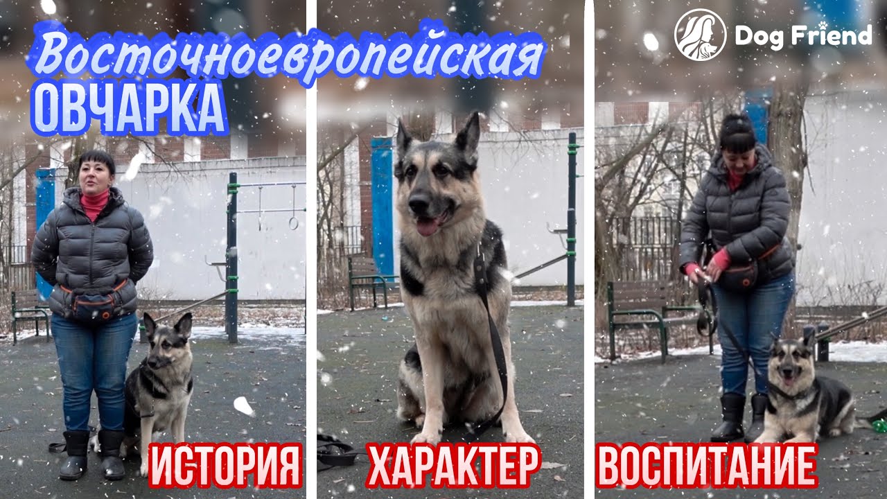 Восточноевропейская овчарка: особенности породы