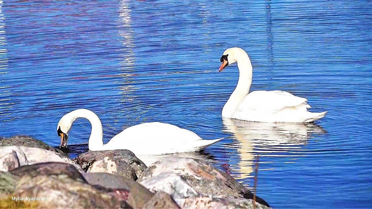 Spring walk along the bay  & Birdwatching